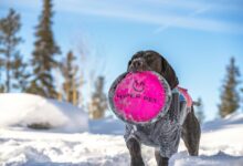 quantum flow hyper crest